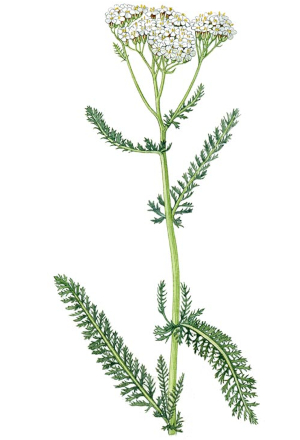 Řebříček obecný (Achillea millefolium)