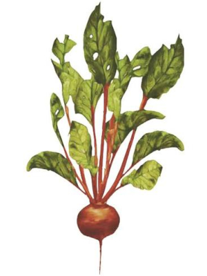 Řepa červená (Beta vulgaris)