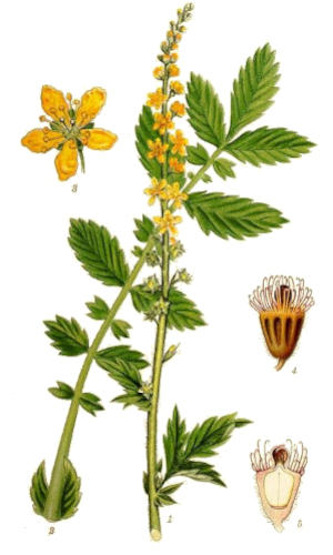 Řepík lékařský (Agrimonia cupaturia)