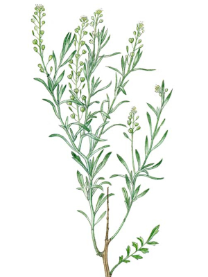 Řeřicha rumní (Lepidium ruderale)
