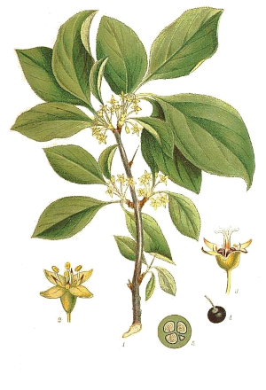 Řešetlák počistivý (Rhamnus cathartica)