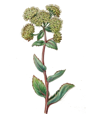 Rozchodnice růžová (Rhodiola rosea)
