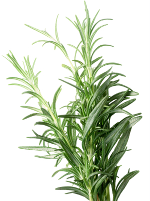 Rozmarýn lékařský (Rosmarinus officinalis)