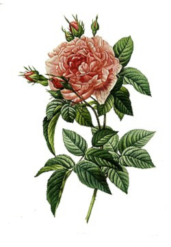 Růže keltská, turecká (Rosa gallica)