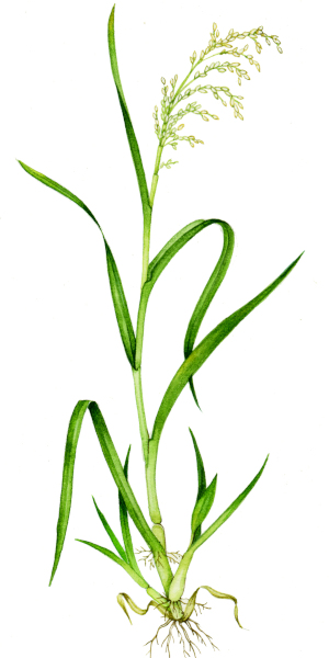 Rýže setá (Oryza sativa)