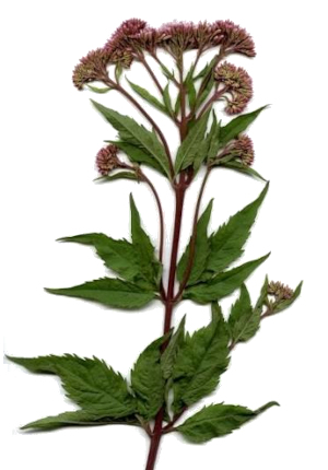 Sadec konopáč (Eupatorium cannabinum)