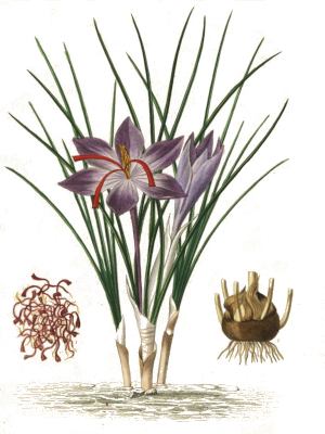Šafrán setý (Crocus sativus)