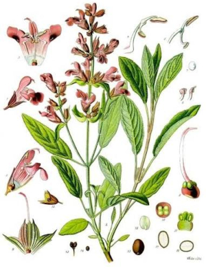 Šalvěj lékařská (Salvia officinalis)