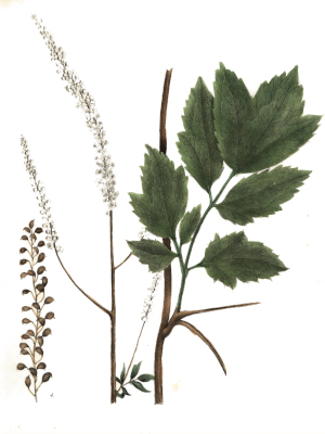 Samorostlík hroznovitý (Actaea racemosa)