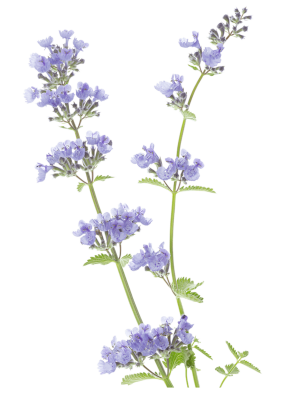 Šanta kočičí (Nepeta cataria)