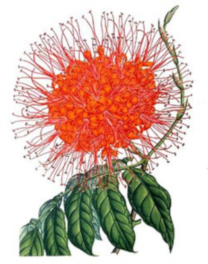 Saraka indická (Saraca indica)