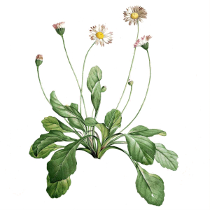 Sedmikráska obecná (Bellis perennis)