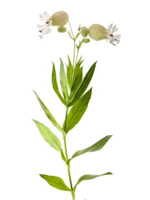 Silenka nadmutá (Silene vulgaris)
