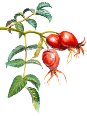 Růže šípková (Rosa canina)