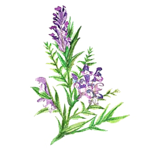 Šišák bajkalský (Scutellaria baicalensis)