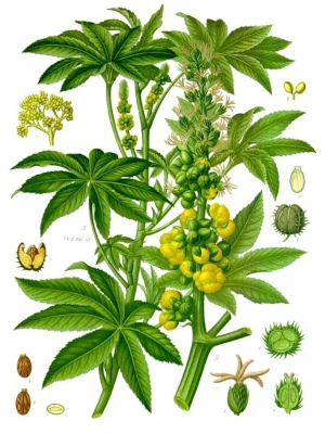 Skočec obecný (Ricinus communis)