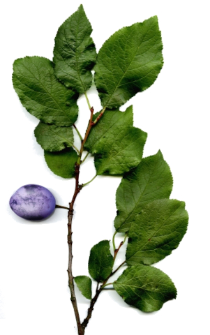 Slivoň trnitá (Prunus spinosa)