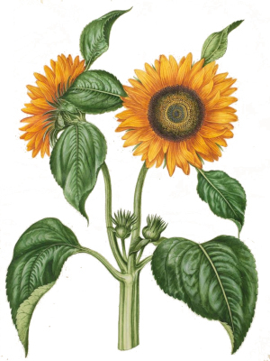 Slunečnice roční (Helianthus annuus)