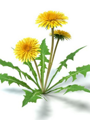 Smetanka lékařská (Taraxacum officinalis)