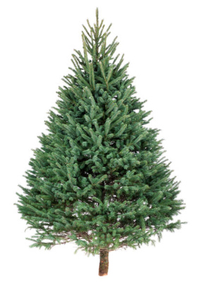 Smrk ztepilý (Picea abies)