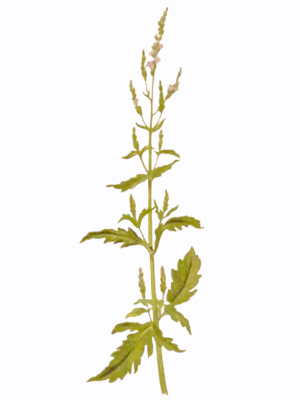 Sporýš lékařský (Verbena officinalis)