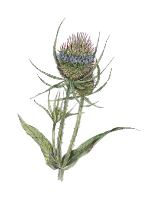 Štětka planá (Dipsacus sylvestris)