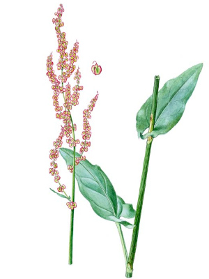 Kyseláč luční (Acentosa pratensis)