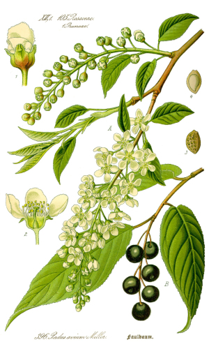 Střemcha hroznovitá (Padus avium)