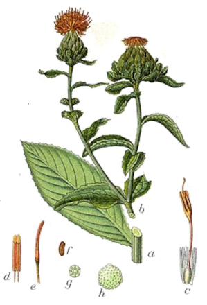 Světlice barvířská (Carthamus tinctorius)