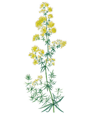 Svízel syřišťový (Galium verum)