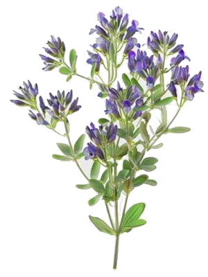 Tolice setá (Medicago sativa)