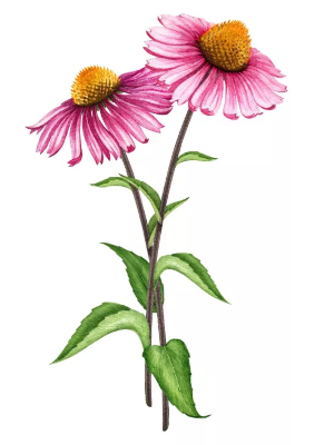 Třapatka nachová (Echinacea purpurea)