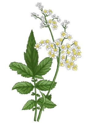 Tužebník jilmový (Filipendula ulmaria)
