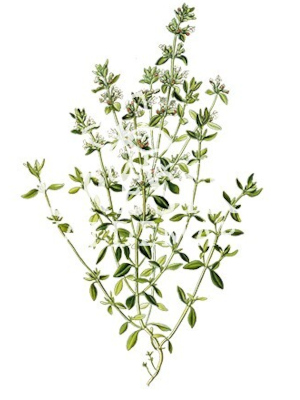 Tymián obecný (Thymus vulgaris)