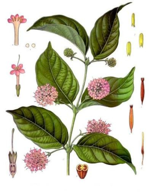 Unkárie plstnatá (Uncaria tomentosa)