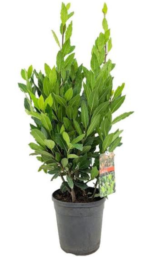 Vavřín vznešený (Laurus nobilis)
