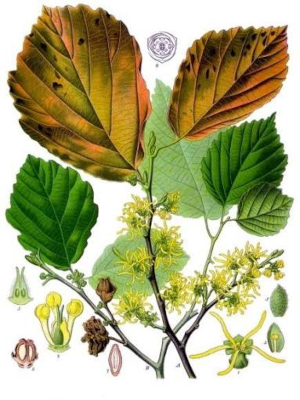 Vilín virGinský (Hamamelis virginiana)