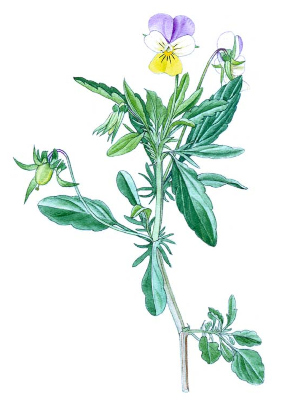 Violka trojbarevná (Viola tricolor)