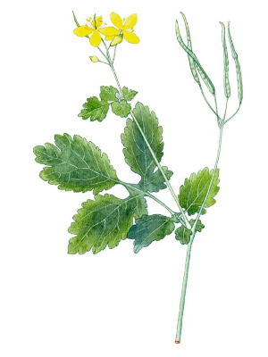 Vlaštovičník větší (Chelidonium majus)