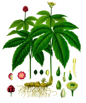 Vodilka kanadská (Hydrastis canadensis)