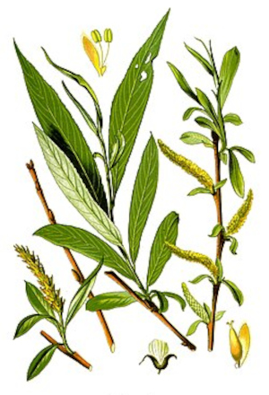 Vrby bílá (Salix alba)