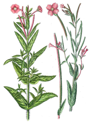 Vrbovka malokvětá (Epilobium parviflorum)