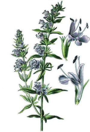 Yzop lékařský (Hyssopus officinalis)