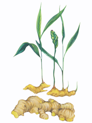 Zázvor pravý (Zingiber officinale)