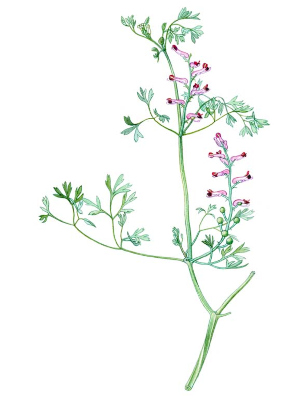 Zemědým lékařský (Fumaria officinalis)