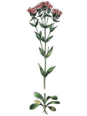 Zeměžluč okolíkatá (Centaurium erythraea)