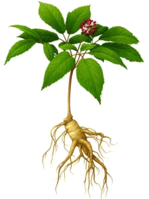 Ženšen (Panax ginseng)